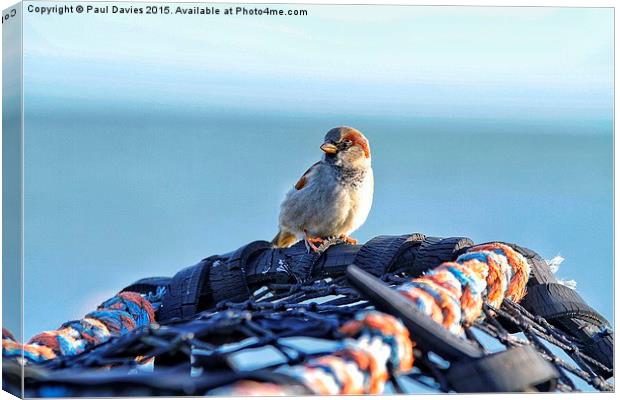 Lone Sparrow Canvas Print by Paul Davies