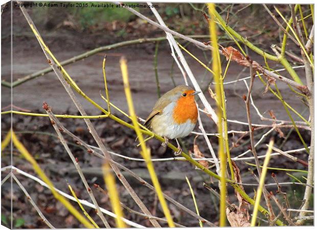  Robin looking at you Canvas Print by Adam Taylor