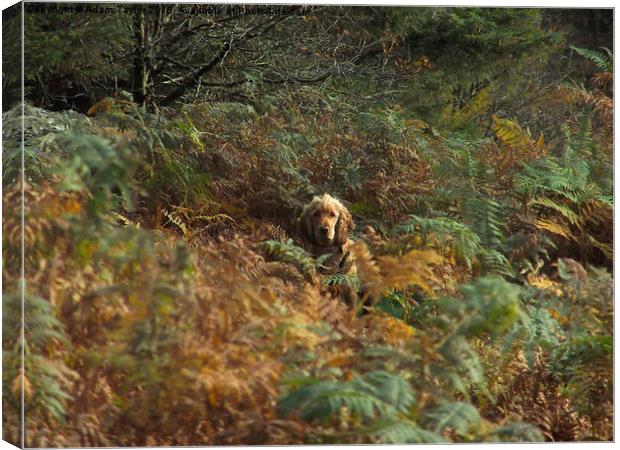  Cocker spaniel in autumnal woodland Canvas Print by Adam Taylor