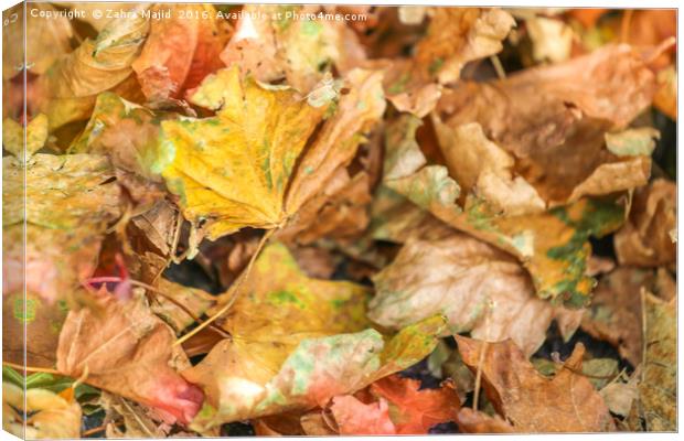 Orange Autumn Hues Canvas Print by Zahra Majid