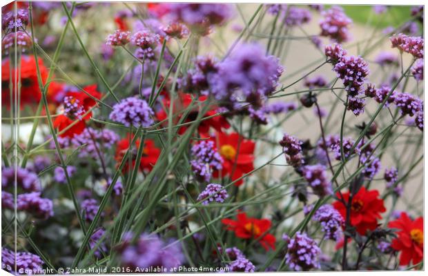 Purple and Red Canvas Print by Zahra Majid
