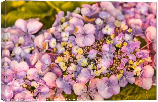Summer Shades of Lilac Flora Canvas Print by Zahra Majid
