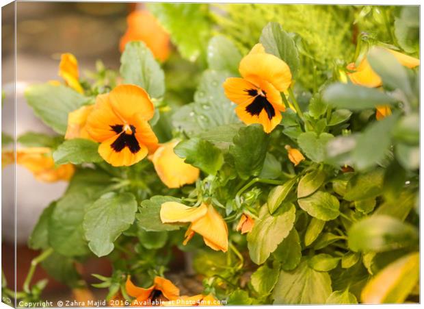 Yellow Pansy Power Canvas Print by Zahra Majid