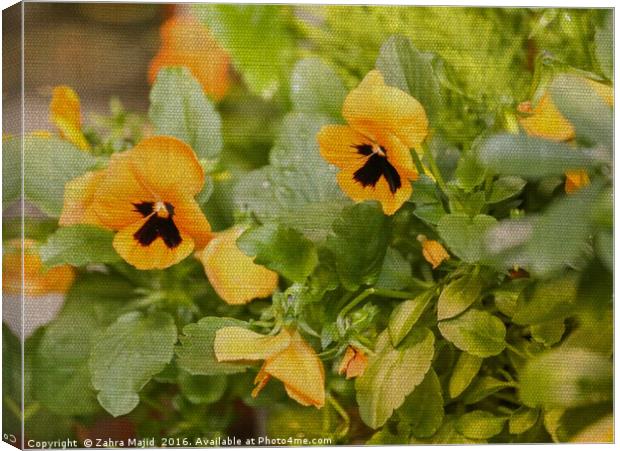 Pansies on Fabric Texture Canvas Print by Zahra Majid