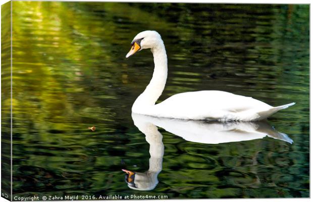 A Swan in Manor Park Kent Canvas Print by Zahra Majid