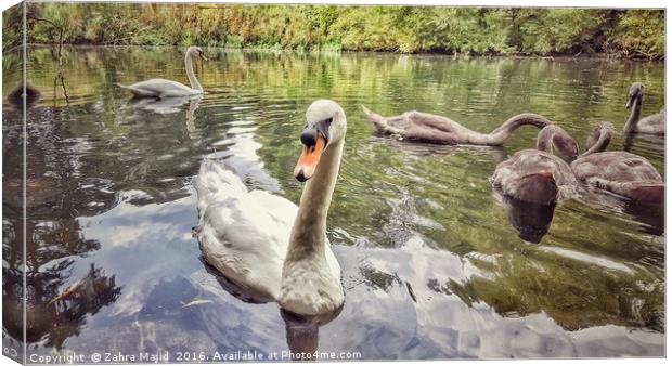 Swan and her Friends at Manor Park in West Malling Canvas Print by Zahra Majid