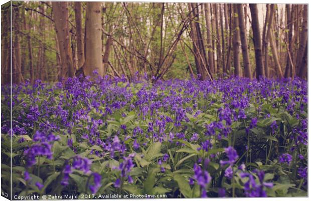 April Violets waking up Canvas Print by Zahra Majid