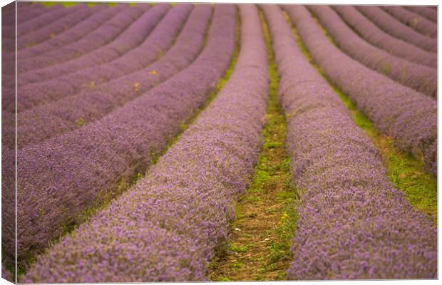 Lavender Fields in Kent Canvas Print by Zahra Majid