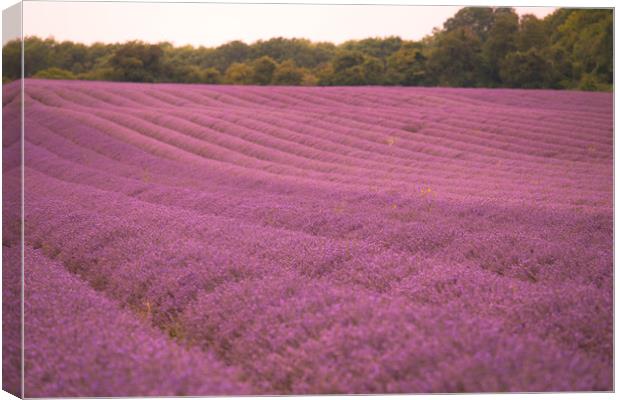 Pink Fields of Lavender Canvas Print by Zahra Majid