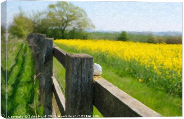 Fields of Gold Canvas Print by Zahra Majid