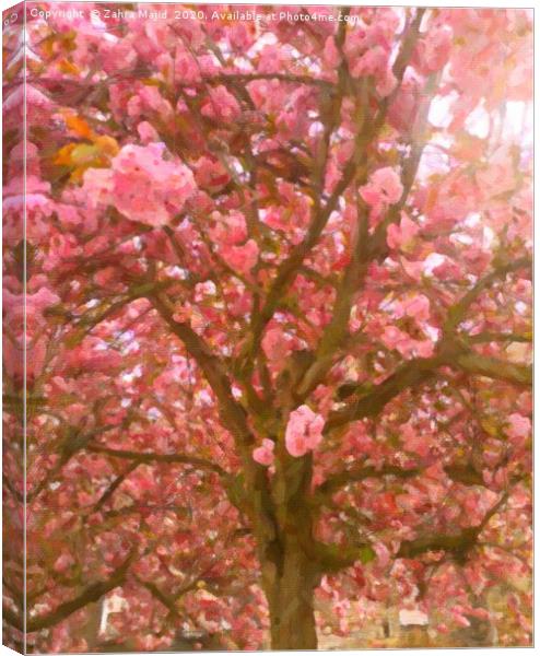 Pink Blossoms on a Sunny Covid Day Canvas Print by Zahra Majid