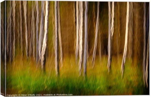 Birches in Autumn Canvas Print by Peter O'Reilly