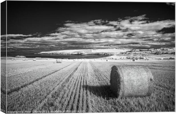 Harvest Time at Sandend Canvas Print by Peter O'Reilly