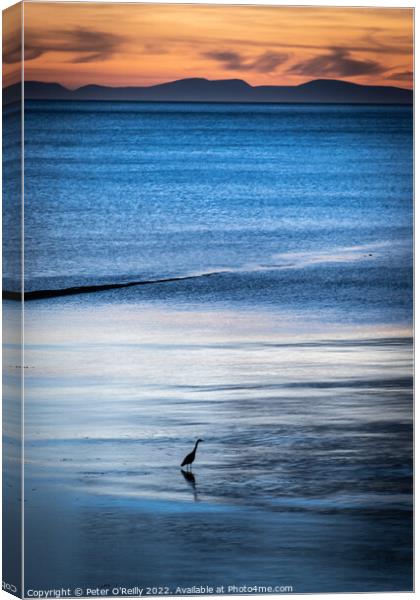 Heron at Dusk Canvas Print by Peter O'Reilly