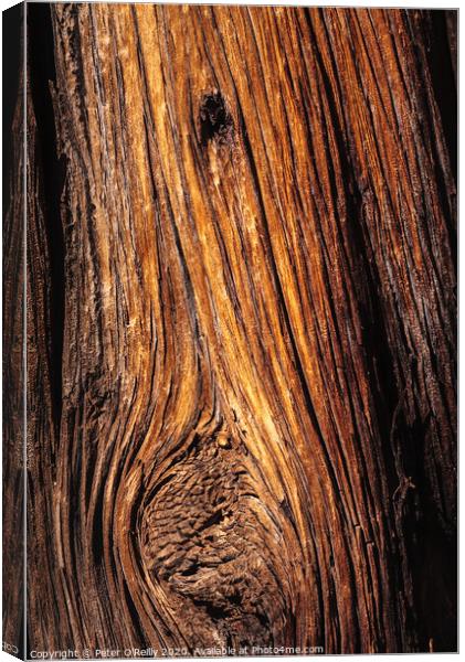 Ancient Wood Canvas Print by Peter O'Reilly