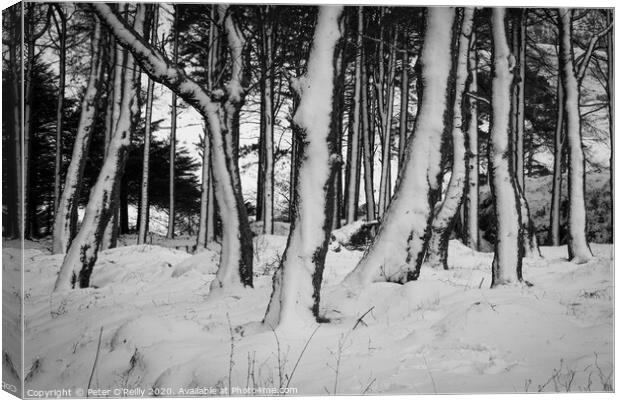 Snow Trees I Canvas Print by Peter O'Reilly