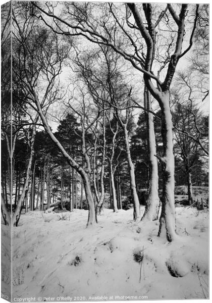Snow Trees II Canvas Print by Peter O'Reilly