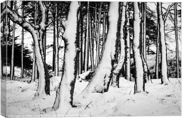 Snow Trees V Canvas Print by Peter O'Reilly