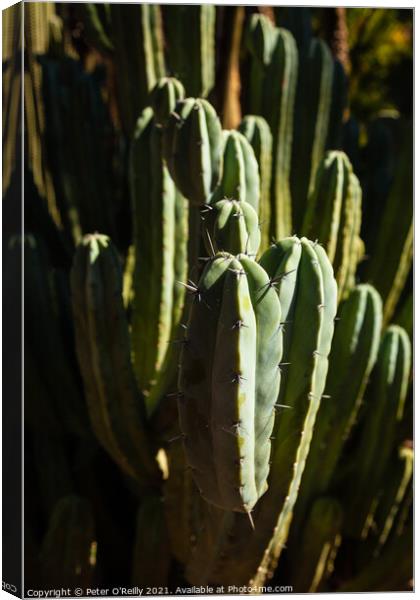 Cactus Canvas Print by Peter O'Reilly