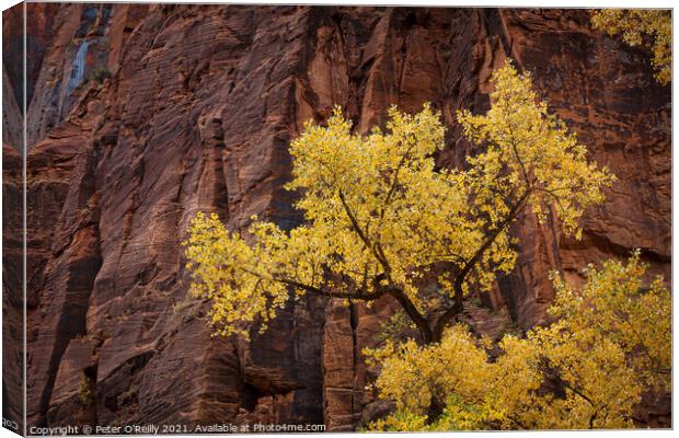 Cottonwood and Sandstone, Zion National Park Canvas Print by Peter O'Reilly