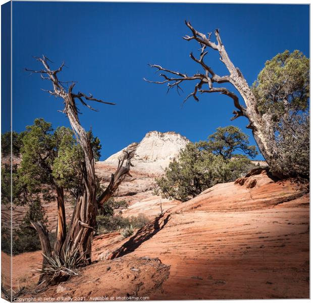 Desert Landscape with Trees Canvas Print by Peter O'Reilly