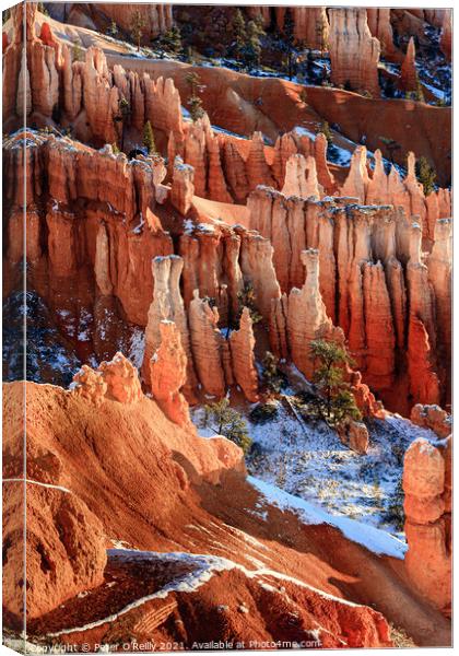 Sunrise at Bryce Canyon #5 Canvas Print by Peter O'Reilly