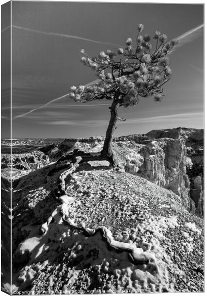Pine Tree, Bryce Canyon Canvas Print by Peter O'Reilly