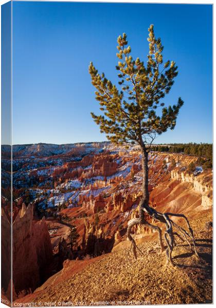 The Walking Tree Canvas Print by Peter O'Reilly