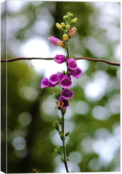  the bee and the foxglove Canvas Print by Chloe  Collick