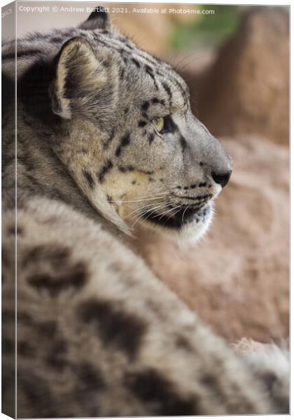 A close up of a Snow Leopard Canvas Print by Andrew Bartlett