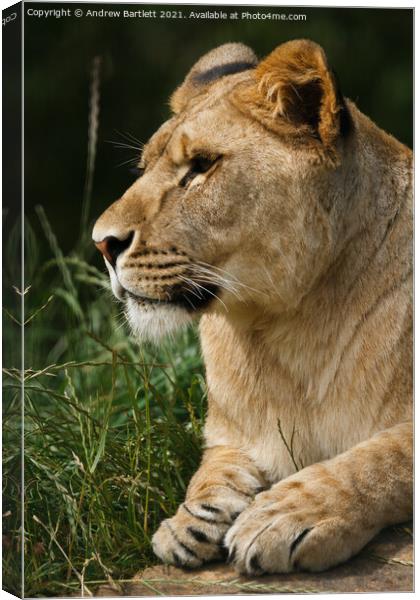 An African male Lioness. Canvas Print by Andrew Bartlett