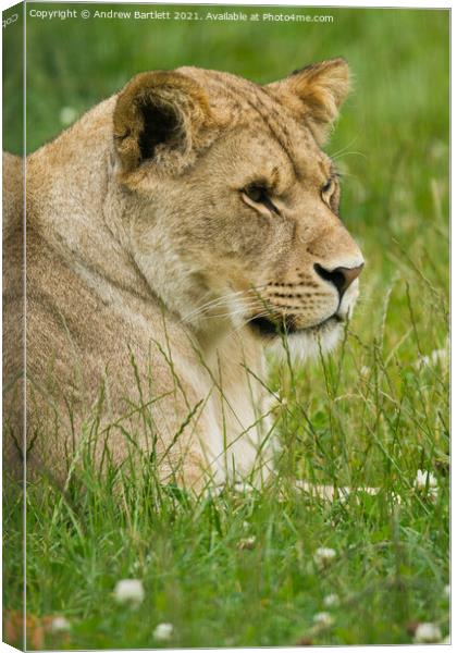 A Lioness sitting in a grassy field Canvas Print by Andrew Bartlett