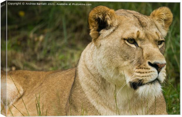 An African Lioness. Canvas Print by Andrew Bartlett