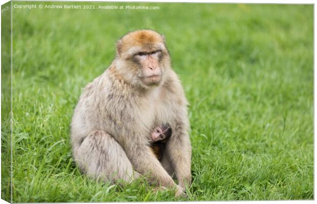 An adult and baby Barbary Macaque. Canvas Print by Andrew Bartlett