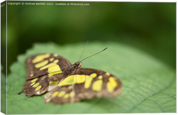 The Malchite Butterfly. Siproeta Stelenes Canvas Print by Andrew Bartlett