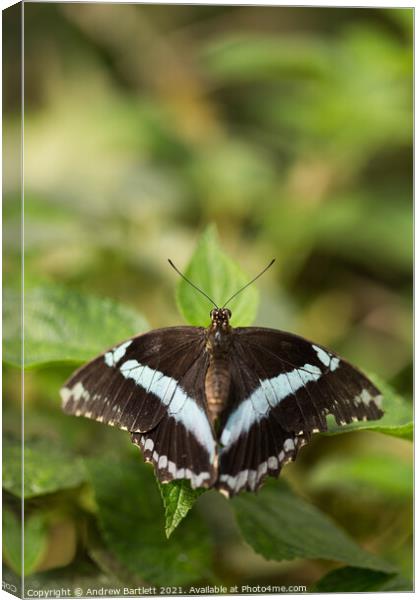 Butterfly: African Banded. Papilio Niereus. Canvas Print by Andrew Bartlett