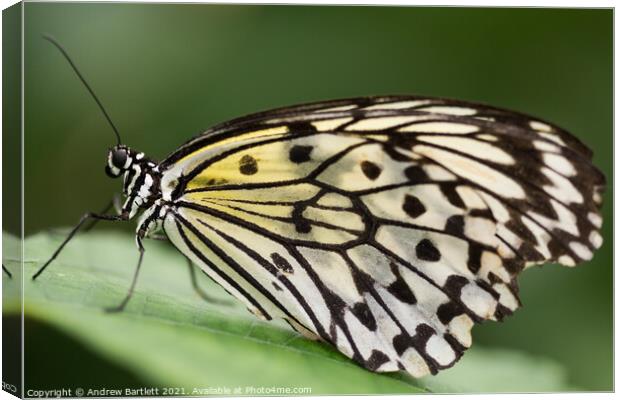 Butterfly: White Tree Nymph. Idea Leuconoe. Canvas Print by Andrew Bartlett