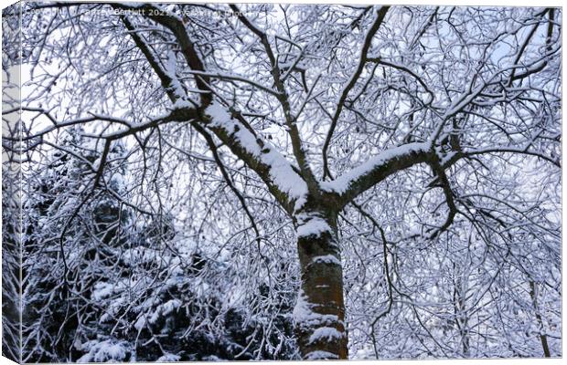 Snowy trees, Merthyr Tydfil, South Wales, UK. Canvas Print by Andrew Bartlett