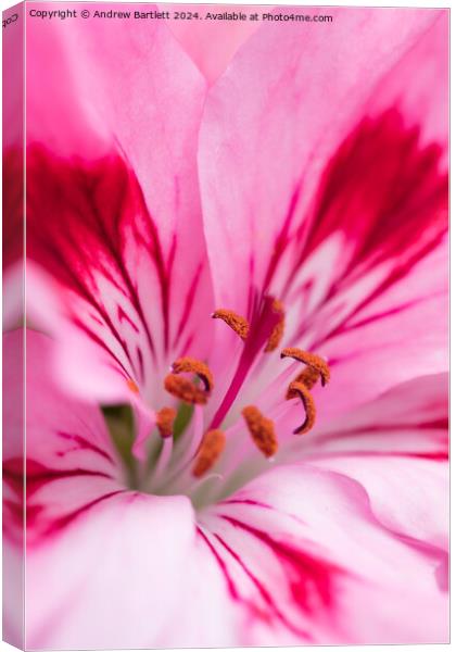 Macro of a pink Geranium Canvas Print by Andrew Bartlett