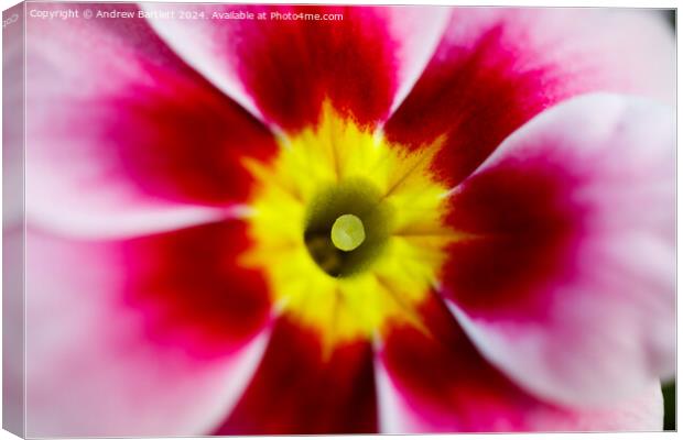Macro of a pink Polyanthus Canvas Print by Andrew Bartlett