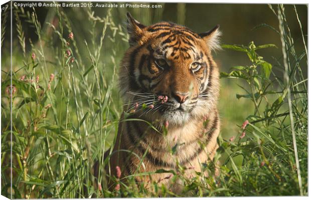 Sumatran Tiger Canvas Print by Andrew Bartlett