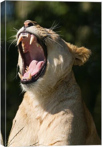  Lioness yawning Canvas Print by Andrew Bartlett