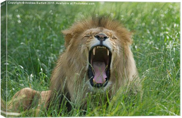  Male African Lion Canvas Print by Andrew Bartlett