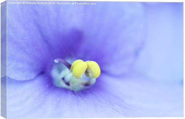 Macro of a Saintpaulia flower. Canvas Print by Andrew Bartlett