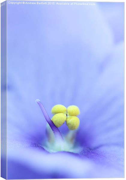 Macro of a Saintpaulia flower.  Canvas Print by Andrew Bartlett