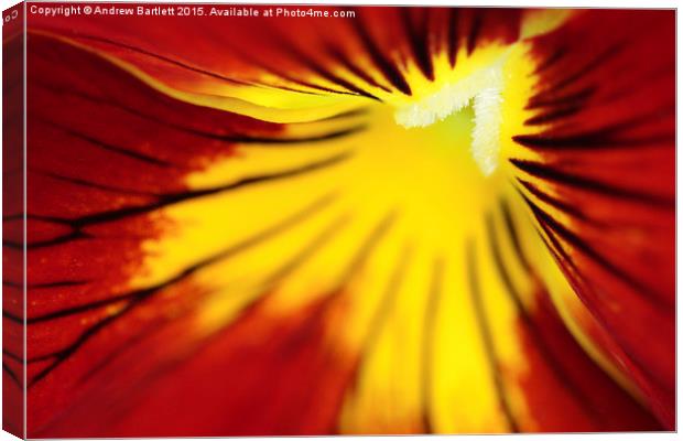 Macro of a Pansy. Canvas Print by Andrew Bartlett