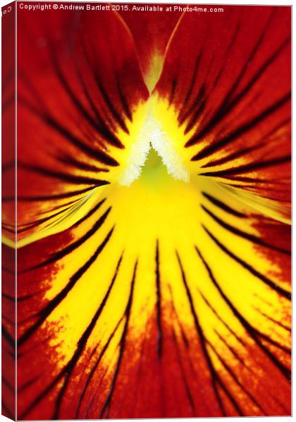  Macro of a Pansy. Canvas Print by Andrew Bartlett