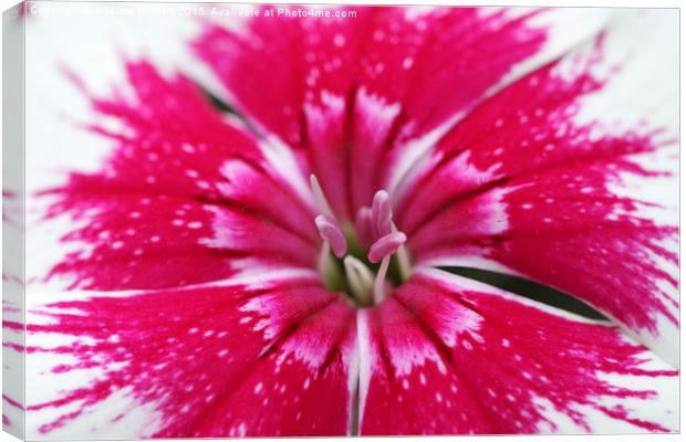  Macro of a Dianthus. Canvas Print by Andrew Bartlett
