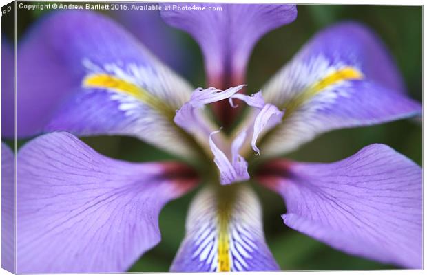 Iris unguicularis 'Mary Barnard' macro Canvas Print by Andrew Bartlett