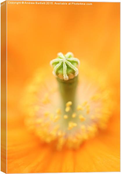 Flower macro of a Palaver Californium tropical flo Canvas Print by Andrew Bartlett